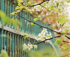 转账支票可以背书转让吗？